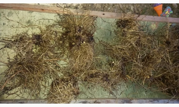 Від болів у спині, суглобах, м'язах мазі і гелі - фото № 7