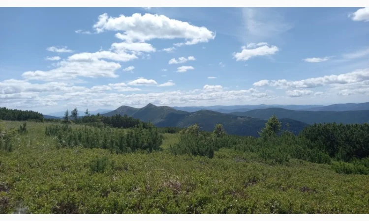 Від болів у спині, суглобах, м'язах мазі і гелі - фото № 9