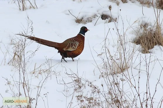 Організація відпочинку та рибалки - фото № 1