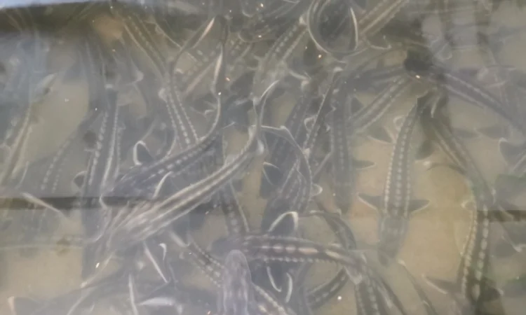 Будівництво різного типу водойм з подальшим зарибленням осетровими та бслуговуванням - фото № 7