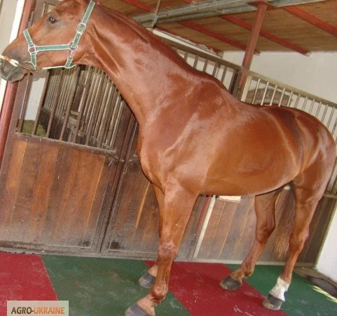 Резиновая плитка для Конюшен (денников) - фото № 1