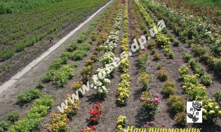 Розы, штамбовые, плетистые, бордюрные, плетистая, кустовые, патио - фото № 3