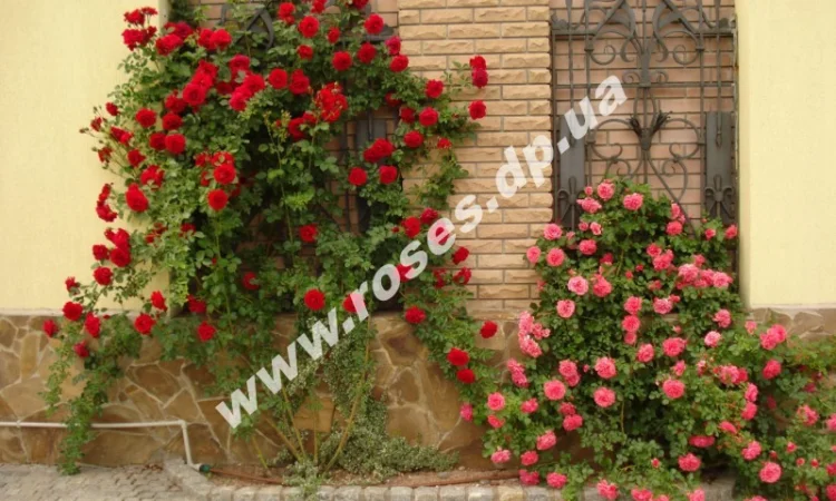 Розы, штамбовые, плетистые, бордюрные, плетистая, кустовые, патио - фото № 1