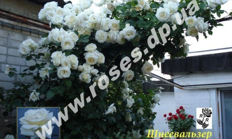 Розы, штамбовые, плетистые, бордюрные, плетистая, кустовые, патио - фото № 4