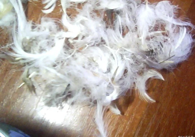 Куплю пір'я - фото № 1