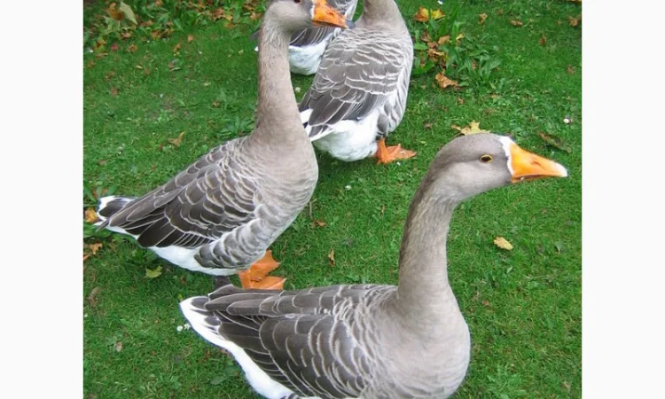 Куплю пух, пір'я - фото № 1