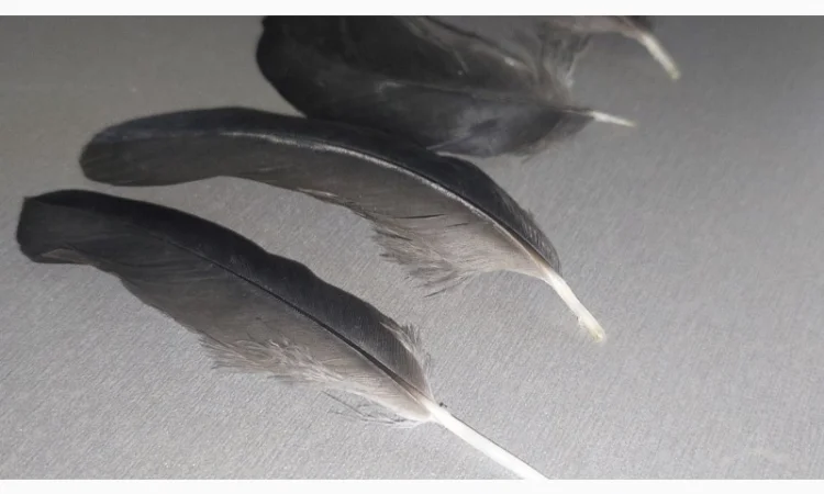 Перо Ворона Крука. Эксклюзивные перья для декора и другого - фото № 1
