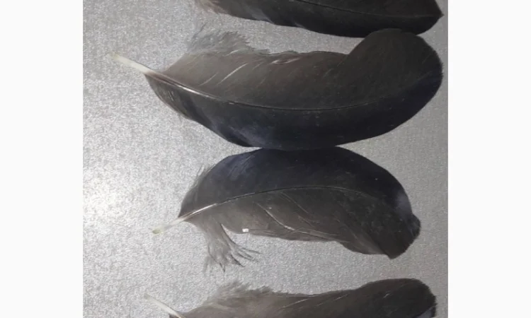 Перо Ворона Крука. Эксклюзивные перья для декора и другого - фото № 2