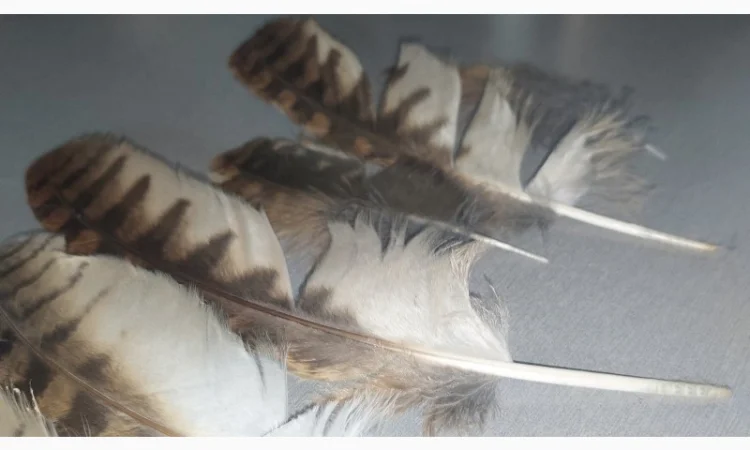 Перья сов. Прекрасное украшение для разных подделок, украшений и другого, разных размеров - фото № 1