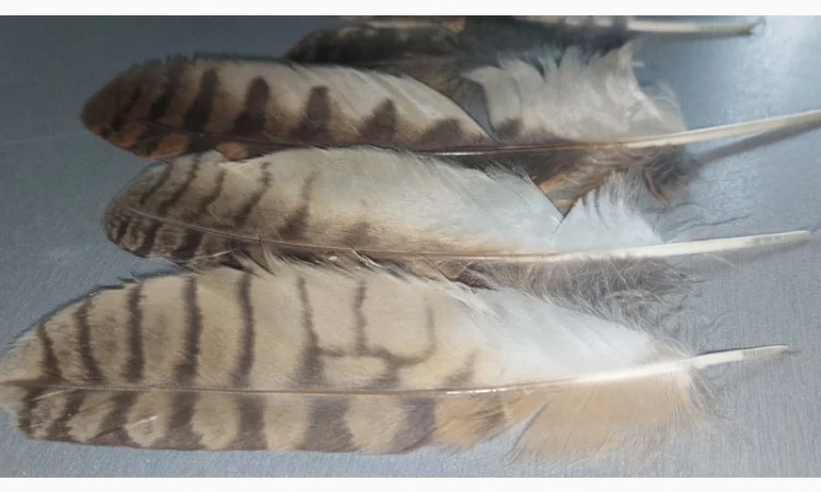 Перья сов – чудове прикраса для ваших виробів - фото № 2