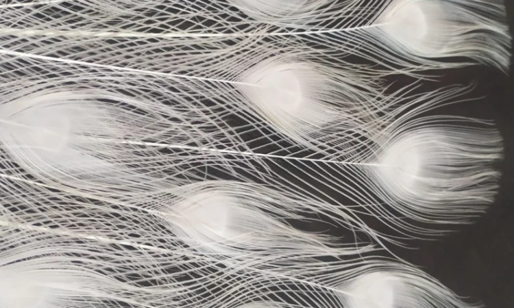 Перо белого павлина - фото № 1