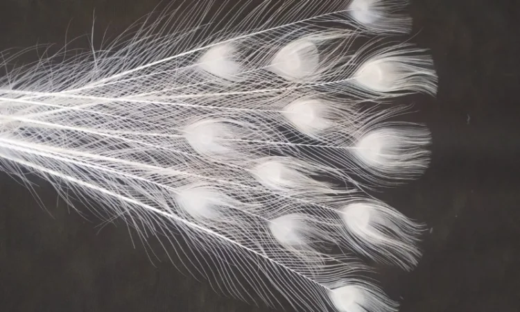 Перо белого павлина - фото № 2