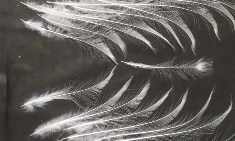 Перо белого павлина - фото № 3