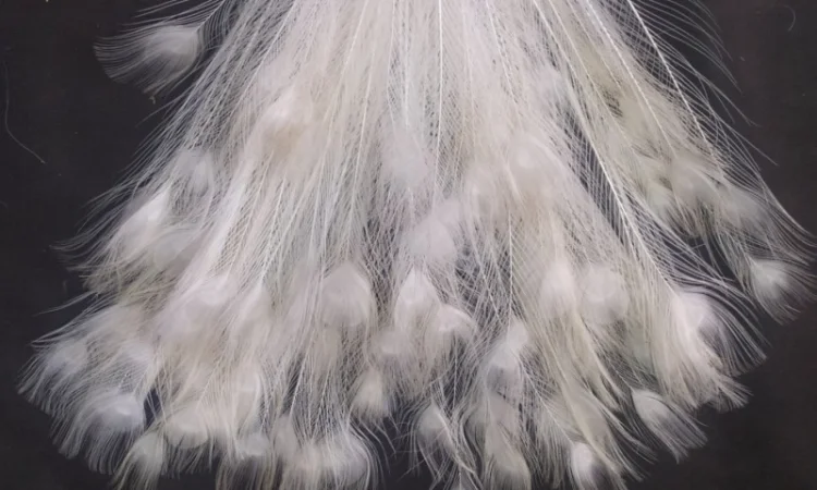 Перо белого павлина - фото № 4