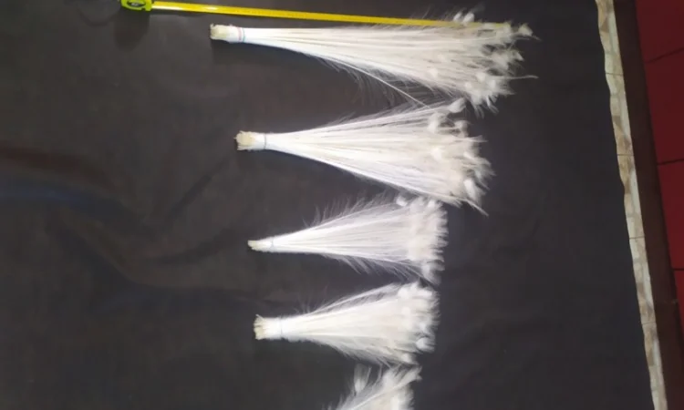 Перо белого павлина - фото № 5