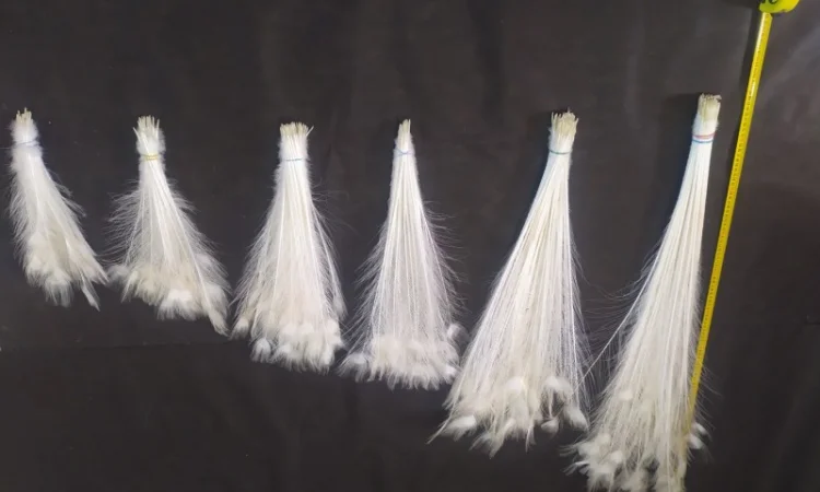 Перо белого павлина - фото № 6