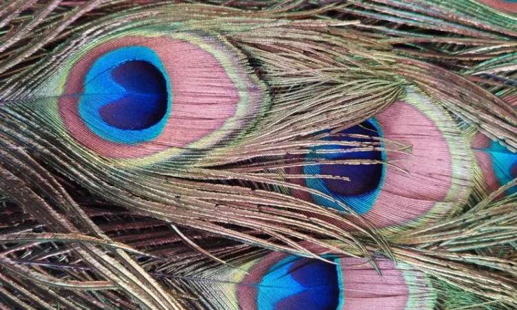 Перья павлина - фото № 2