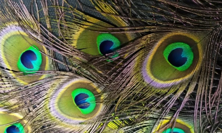 Перья павлина - фото № 3