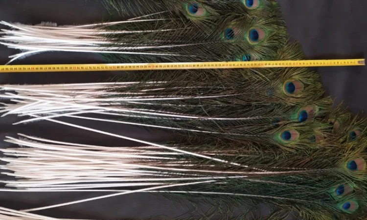 Перья павлина - фото № 4