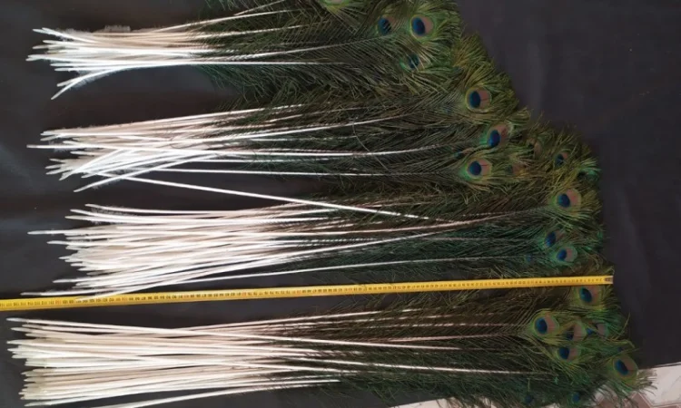 Перья павлина - фото № 5