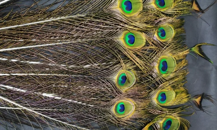 Перья павлина - фото № 6