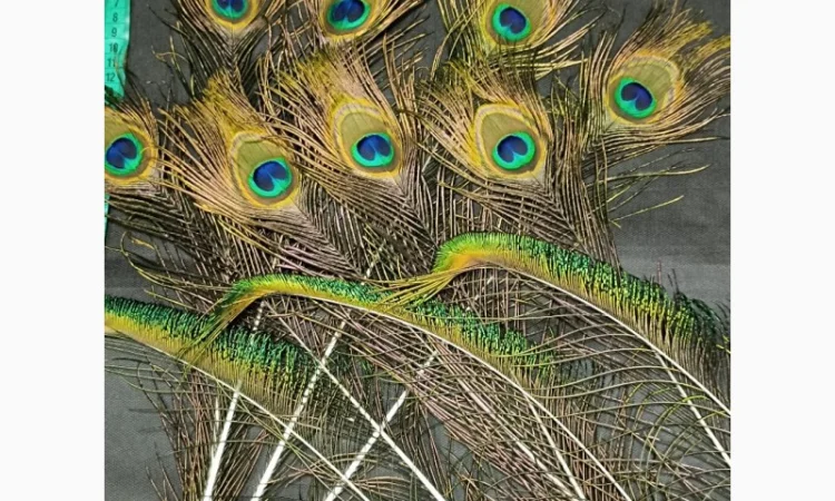 Перья павлина - фото № 7