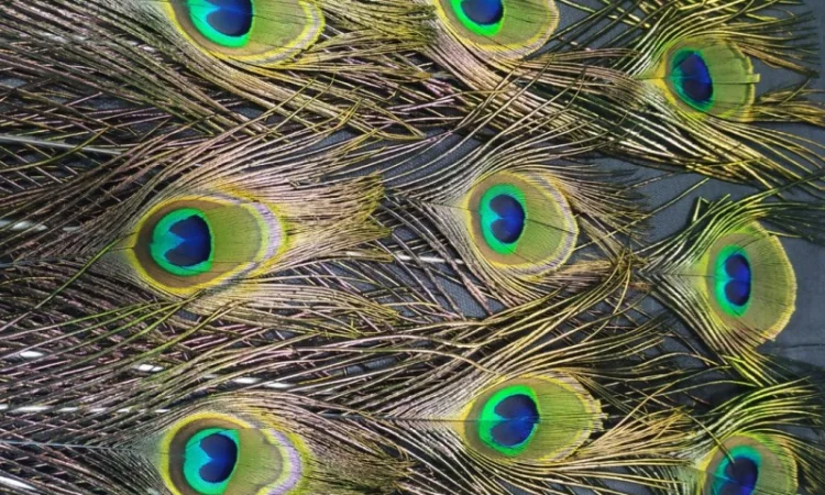 Перья павлина - фото № 9