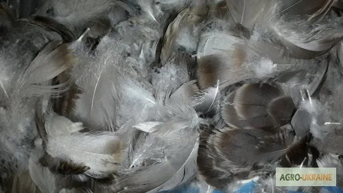 Купую гусяче пір'я водоплавної птиці - фото № 1