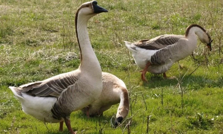 Закуповую Пух Перо свіже Гусяче, Качине, Бу перини подушки, Горіх круглий - фото № 1