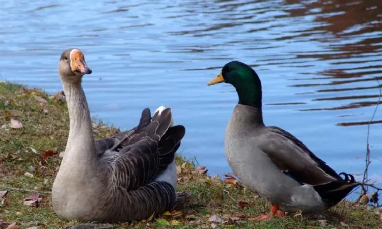 Закуповую Пух Перо свіже Гусяче, Качине, Бу перини подушки. Украіна - фото № 1