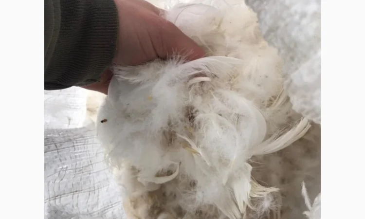 Продам біле свіже гусяче пух-перо з власних гусей - фото № 3