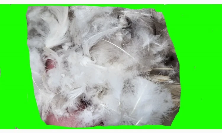 Кплю пір' я, беу перини подуш - фото № 1