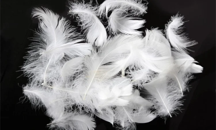 Заготовляю пір' я, свіже і беу - фото № 1