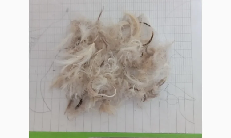 Купую пір'я, пух гусей та качок - фото № 1