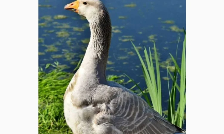 Купимо піря - фото № 1