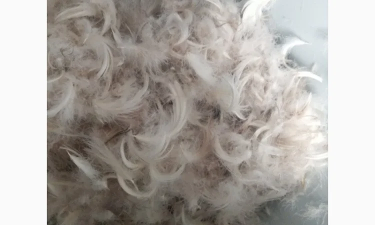 Куплю Пір'я - фото № 1