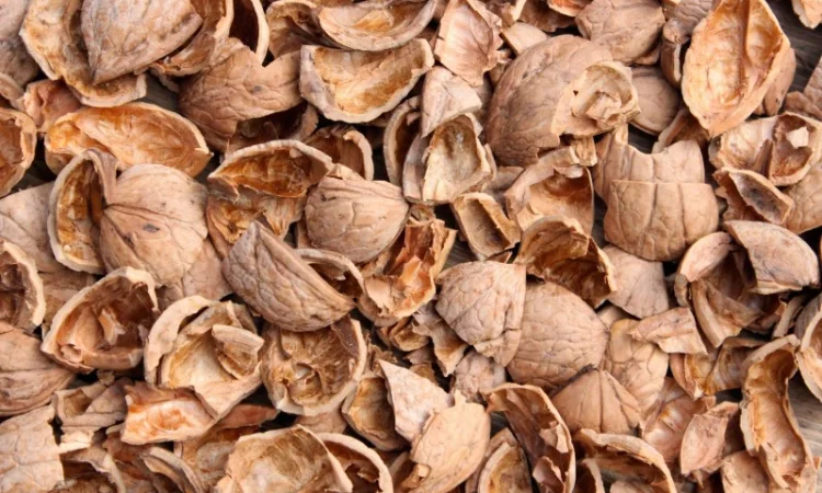 Скрлупа грецького горіха - фото № 1