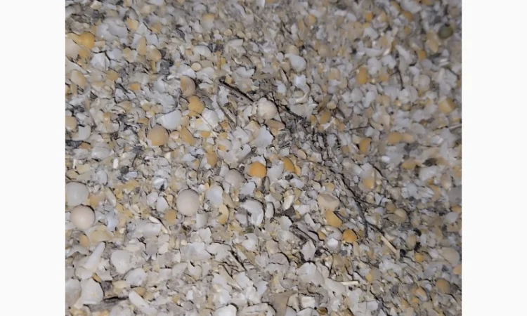 Зерновідходи горохові - фото № 4