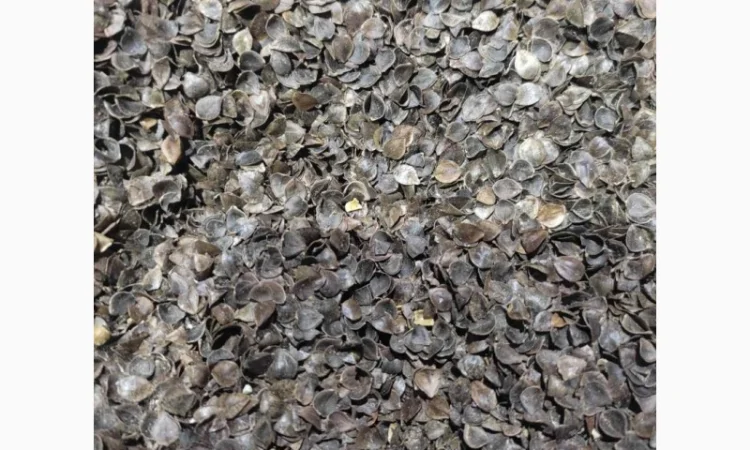 Шелуха гречихи на продажу - фото № 1