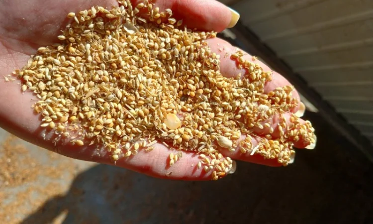 Продам відходи від очистки проса 2 грн/кг - фото № 1