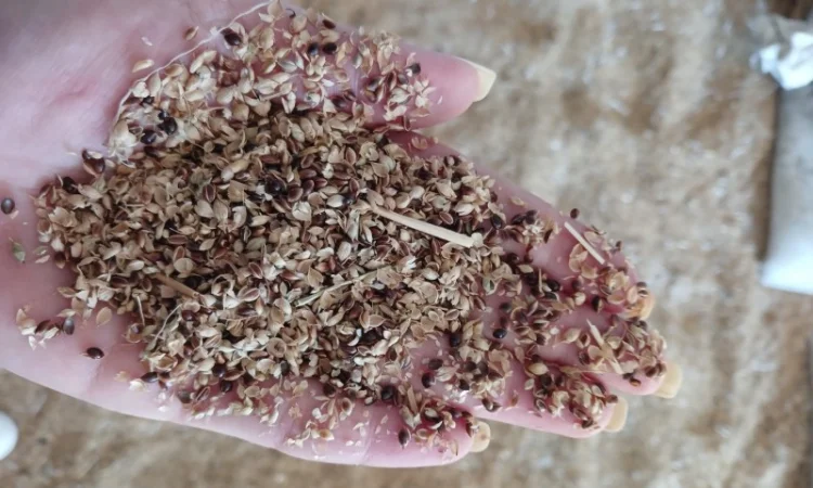 Продам відходи від очистки проса 2 грн/кг - фото № 2