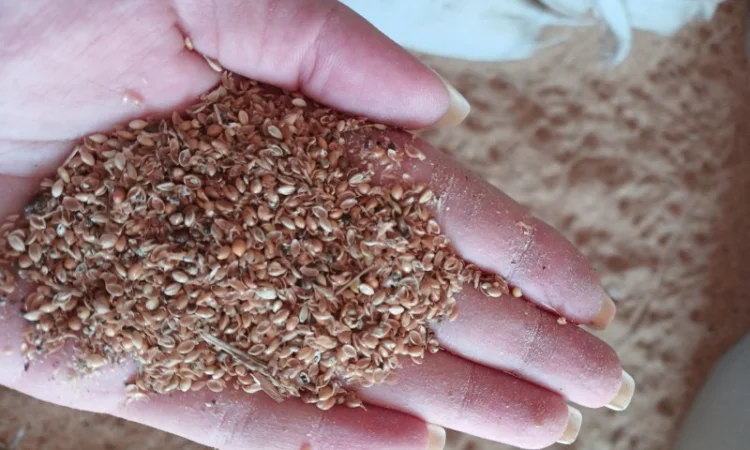 Продам відходи від очистки проса 2 грн/кг - фото № 3