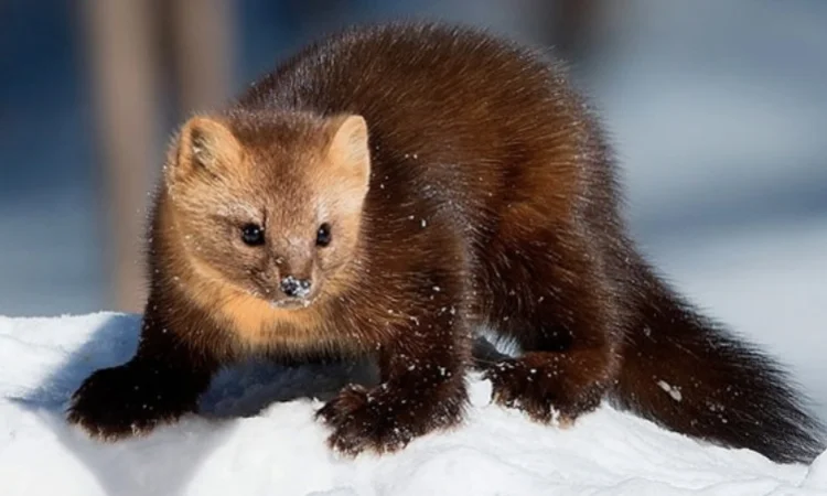 Купуємо ХУТРО КУНИЦІ та інше - фото № 1