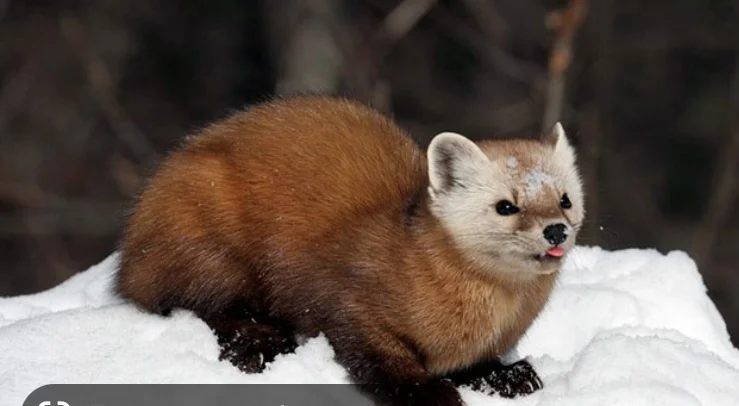 Куплю хутро КУНИЦІ!!!Найвищі ціни - фото № 1