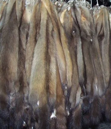 Куплю шкури лисиць куниць кролiв та iн - фото № 1