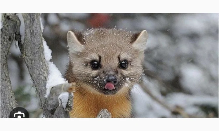 Куплю хутро куниці дорого - фото № 1