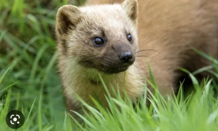 Куплю хутро куниці та єнота - фото № 1