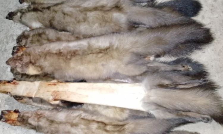 Купую шкури куниці та інших тварин недорого - фото № 1