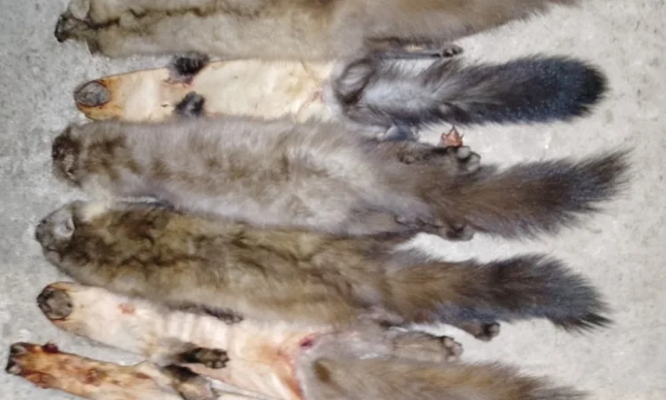 Купую шкури куниці та інших тварин недорого - фото № 2