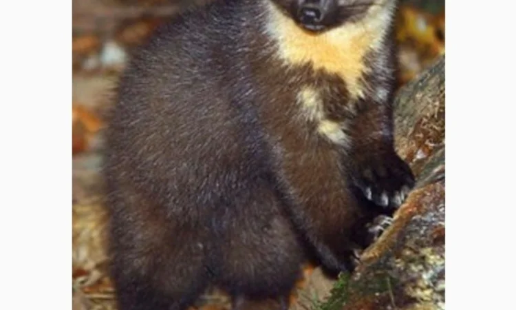 Куплю куницю дорого - фото № 1